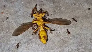 Macao Paper Wasp 🐝 Vs. 🐜 Big-Headed Ants. | Intense Micro Battle!