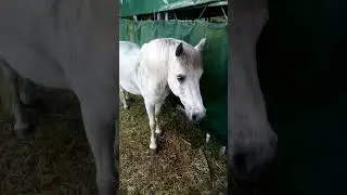 Reheschub von EMS unterscheiden lernen #horse