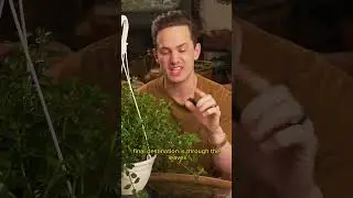 Plant adaptions give clues to their care! #plants