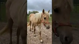 I just lover her so much already #aqha#barrelhorse #horsegirl#rodeo#cowgirl#training#filly#horse