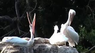 Pelicans in the Park