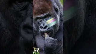 WHO'S REALLY IS THE STRONGEST?  #animals #shorts #gorilla