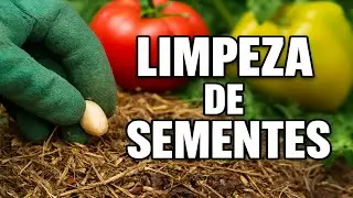 O Segredo das Sementes Perfeitas: Guia COMPLETO para Limpeza e Pureza (M&eacute;todo Infal&iacute;vel)
