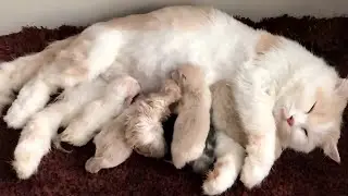 Cat Dies After Giving Birth What Her Kittens Did Left Everyone In Tears