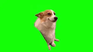Dog Smile Green Screen Meme Download - MemerIndia