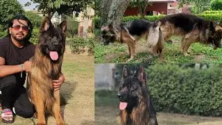 German Shepherd Breeding &ndash; Stud Dog Kaise Chunein? Professional Stud Kyun Zaroori Hai?