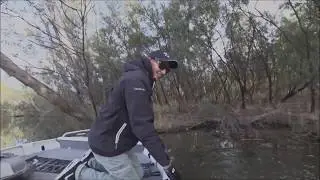 Murray Cod on lures