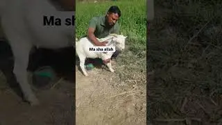 kodu for 2023 || livestock INFORMATION BY Muhammad ALI #SHORT