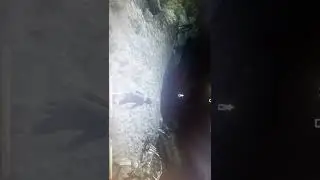 где найти компаньона Карджо Каджита