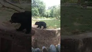 bear masti # bhalu masti #enjoy#viral #short#7M view