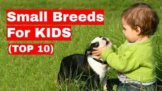 10 Small Dog Breeds For Kids (Children)