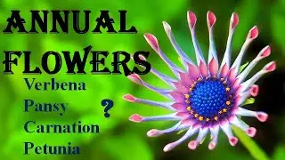 ANNUAL FLOWERS II AGRI SILVI GURU II ORNAMENTAL HORTICULTURE II STEPS BY STEP GUIDE