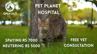 Stray Care Campaign at Pet Planet Hospital