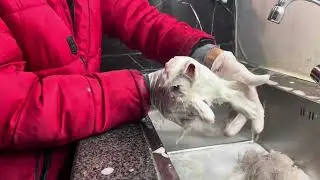 Persian Kitten Bath at Pets point Grooming Center | Best Grooming Center for Pets in Lahore