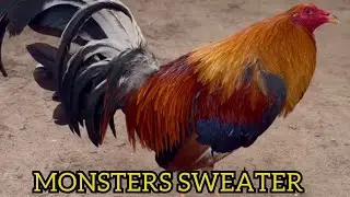 Monsters Sweater Ruble Hatch Cardinal Kelso | Grey Rock Farm Owner David Duran