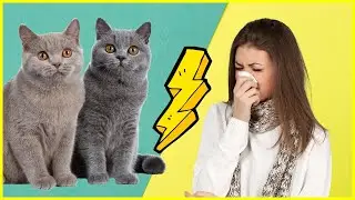 Diese 7 Katzenrassen eignen sich auch f&uuml;r Allergiker 😍
