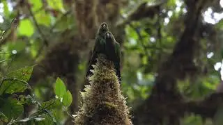 CHOC&Oacute; parakeet,  Pyrrhura pacifica, Maroon-tailed Parakeet, Pyrrhura melanura. Birding  Choco