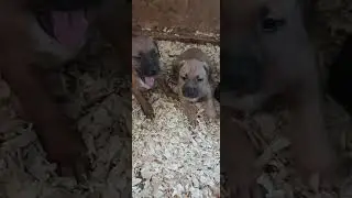 Разведение собак, которые сильно кусаються.