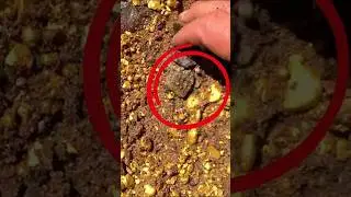 Oro En el R&iacute;o o Estafa