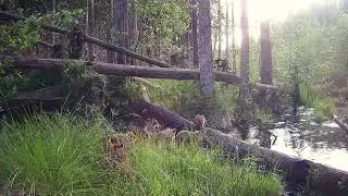 Przeprawa warchlak&oacute;w przez leśną strugę | Puszcza Knyszyńska | Fotopułapka iZEEKER IG600