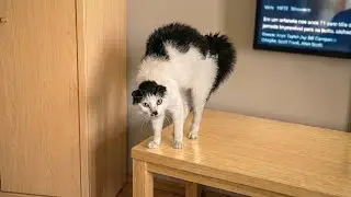 Try Not To Laugh 😹 Funniest Cat Moments That Will Make You Cry Laugh | Funny Cat Videos 2026