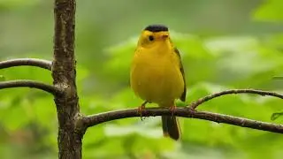 Wilson's Warbler Singing