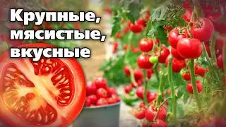 Выбираем сорта помидоров  На любой вкус