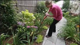 Moving Hydrangeas: Yes, you can do this anytime!