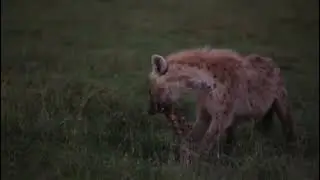Nature Expeditions Africa