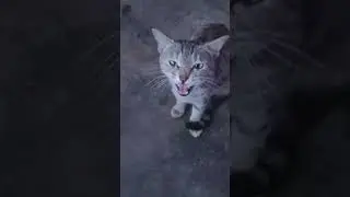 Cat baby voice ❤️#animals #love #cute 