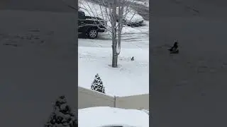 Big bird attacking small bird
