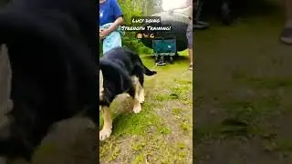 Lucy's Strength Training! #dogworkout #fitnessmotivation #dog #doglife #shorts