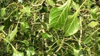 Ficus Krishnae Tree