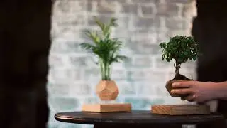 Левитирующие растения LePlant - объединение природы и технологий