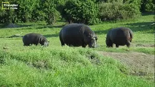 Hippo family with their baby eating grass near the river - Hippopotamus Wildlife