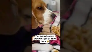 Beagles are always hungry 🤣 #leothebeagle #leothenaughty #youtubeshorts #follow #dogslife