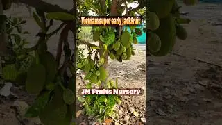 Vietnam super early jackfruit🍃🍃 || JM FRUITS NURSERY ||#agriculture #farming ##jmfruitnursery
