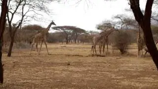 Giraffs - day safari Ndarakwai Camp