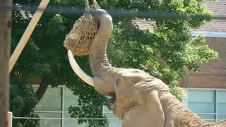 Cleveland Metroparks Zoo in 4K -African  Elephant Crossing
