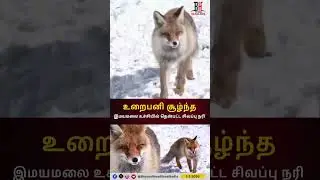red l fox l everest l இமயமலை உச்சியில் தென்பட்ட சிவப்பு நரி