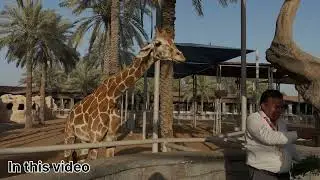 Exploring Emirates Park Zoo in 4K | Ultimate Abu Dhabi Zoo Tour | Travel video
