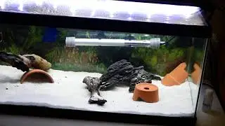 Aquariums Update - Convict cichlid pair & guppies