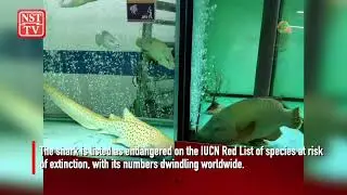Conservationists frustrated at sight of rare shark species in restaurant tank