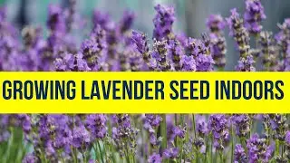 😲 Growing Lavender Indoors from Seed: Easy Guide