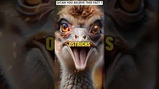Surprising Facts About the Largest Birds on Earth! | #OstrichFacts #BirdWonders