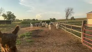 #LlamaFarm#SouthDakota