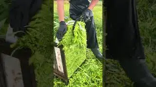 Post-harvest handling techniques for water spinach #farming #sh