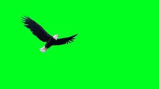 Eagle green screen