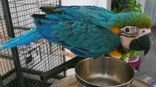 Preparing food for weaning macaw baby #blueandgoldmacaws #weaningfood #weaningbaby #parrot