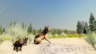 WolfQuest 3 AE ( Puppies are born )